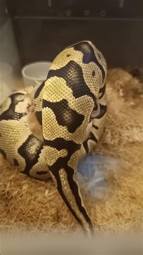 Pastel Female Ball Python — Feeding Day! 🐍✨