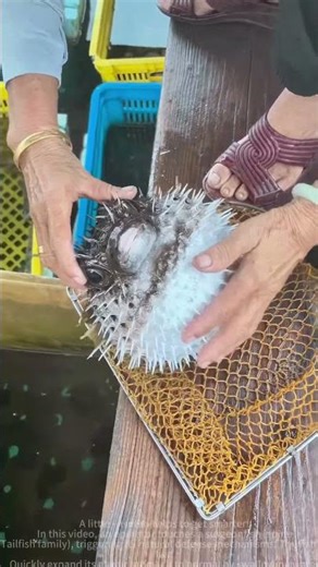 Capybara fish defense expansion response #shorts #wildlife #nature