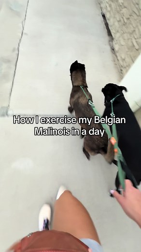 Effective Ways to Exercise Your Belgian Malinois