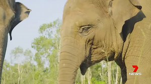 Four critically endangered Sumatran elephants have been welcomed to Australia Zoo’s Elephant Conservation Centre. The four females, Christina, Megawati, Widya, and Raflesia, have their own sanctuary with access to hundreds of acres to play and roam. www.7NEWS.com.au #7NEWS | 7NEWS Sunshine Coast