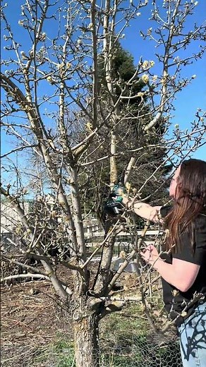 How to prune an overgrown pear tree #peartree #pruning