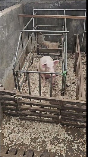 Landrace & Large White mothers deliver the difference. #pigfeed #pigbreeding #farming101 #pigfarming