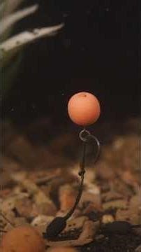 🪝Tutorial rapid: Execuția Multi Rig Optimum pentru Pop-Up