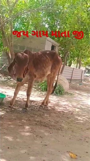 #જય ગાય માતા જી #જય માતાજી