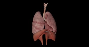 Respiratory Sistem of Human Body Animation