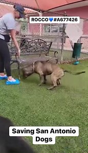 🔹 SAN ANTONIO, TX 🔹 📣‼️SCHEDULED TO BE KILLED (on the EUTHANASIA LIST) WEDNESDAY 06/21‼️🆘 A PLACEMENT HOLD BY 11:00 AM‼️🆘 💕🥰Meet ROCCO!!🐾 💙💙 I was found as a STRAY and taken to a HIGH KILL SHELTER 😢 After only 4 days I find myself on the EUTHANASIA LIST. I’m a little shy at first but doesn’t take long to come out of my shell😊 I’m a SWEET BOY❤️ and also know how to “SIT”👍🏼 Please help me find my FOREVER HOME by SHARING this post, pledging, fostering, adopting 🙏🏼🙏🏼 💙💙ROCCO/#A67