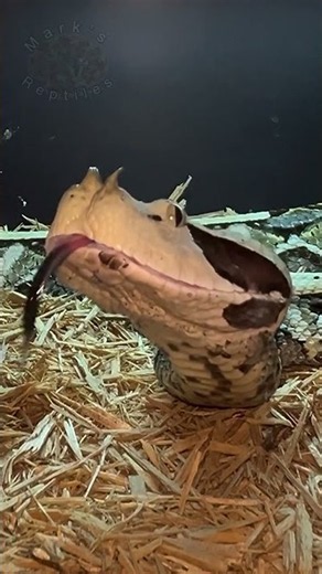 🐍 Gaboon Viper | Africa's Master of Camouflage 🌿 | Wildlife Discovery TV