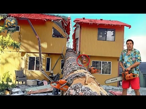 Idiots With Chainsaws: Tree Cutting Fails | Extreme Dangerous Logging Truck Fails #17