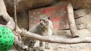 Post #13 in the countdown was beautiful Kisa's birthday celebration! Here's some fun facts about her: - She loves papier-mâché! - One of her favorite treats is goat's milk. - She has a strong sense of smell, as snow leopards do, and enjoys tracking unique ones sprayed around her home. On her birthday earlier this year, the keepers wanted to make sure she had all her favorites! Amazing keeper Maureen made her a papier-mâché enrichment ball while awesome keeper Karen made her a goat's milk popsicl