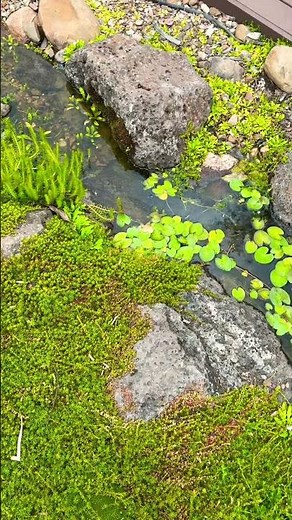 Bog filter-stream-large pond. DIY on a budget #ozponds