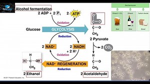 Alcoholic Fermentation – Lifeboat News: The Blog