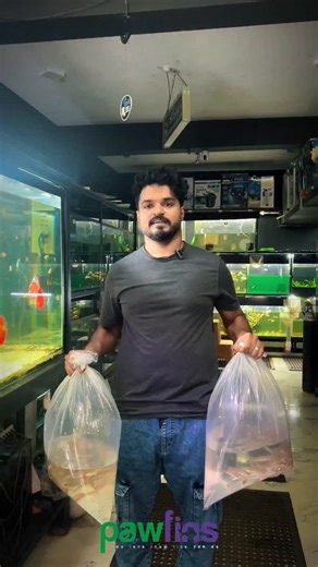 Miss Kerala Fish . . . . #pawfins #aquarium #trending #instagood #virelpost #explorar | Pawfins