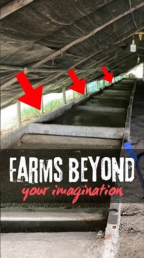 Top 3 Weirdest Animal Farms