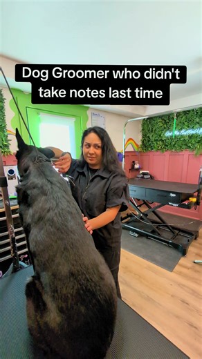 The Challenges of Dog Grooming Without Notes