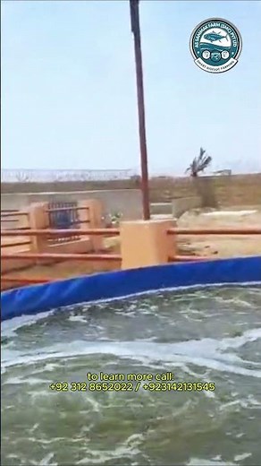 Tilapia Fish in Biofloc Tanks