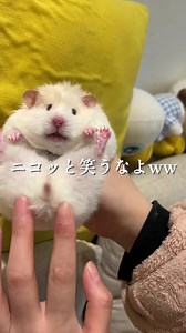 暗闇でも見たい動物動画：心温まる瞬間