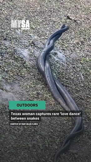 Love is wild in Texas 🤠🐍 Two Texas indigo snakes were spotted “wrestling” near Laguna Vista in the Rio Grande Valley, a rare dance likely tied to mating. Mating season runs from about November through March. As the days grow shorter and temperatures dip, male Texas indigos can sometimes be seen wrestling to determine dominance or territory. Learn more at the link below. ✍🏻: Dina Arévalo, MySA 📸:: Courtesy of Mary Helen Flores | MySA