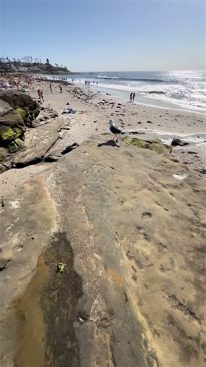 Happening now at Windansea Beach in La Jolla 😍☀️🌊 San Diegans showed UP for this perfect weather packed sand, blue skies, and nonstop vibes 😎🏖️🔥 🎥 @marcosone1 #Windansea #LaJolla #SanDiego #SoCalLife #BeachDay WeekendVibes | The Best of San Diego