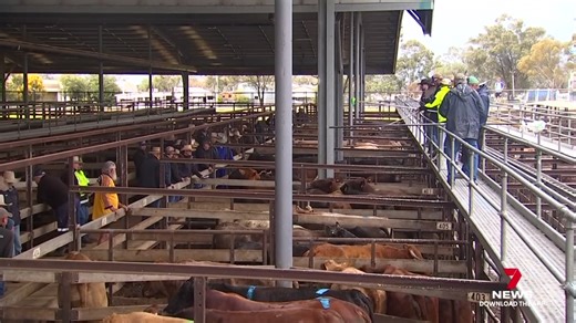More than 6,000 cattle were paraded in Dalby cattle yards, in one of the biggest weekly sales in the country. Prices held steady, with strong demand from Queensland and interstate buyers for heavy cows, bullocks and feeder steers. Download the 7NEWS app: 7news.link/7newsapp 7NEWS at 6pm. #7NEWS | 7NEWS Toowoomba