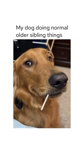 The dog is like “yeah how does he know?” 😂 #dogmemes #dogs #doglovers | Relax My Dog