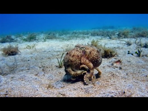 Science - BBC Earth: The Octopus With 9 Brains