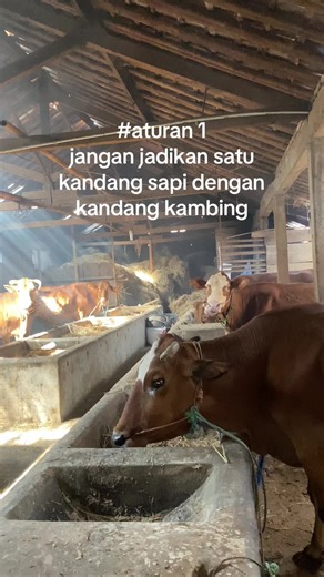 Perawatan Kandang Sapi dan Kambing yang Efektif