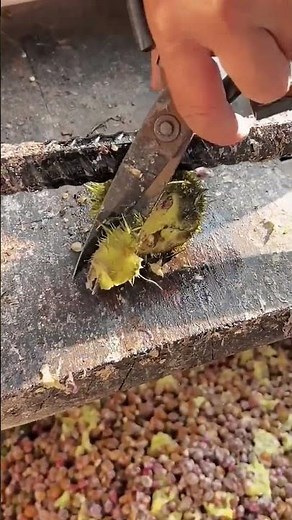 Extract Seeds Easily Using Traditional Techniques