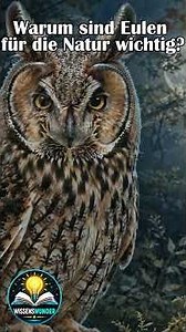 🦉 Warum sind Eulen für die Natur wichtig? 🌲🌙