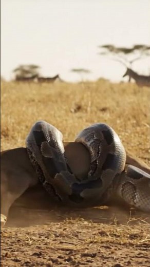 Massive Python Ambushes Deer in the Wild | Hyper-Realistic #wildlife Moment #python