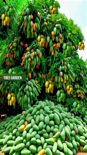 fast fruiting the best way to plant and reproduce mango trees with eggplant stimulants #growingfruit #mango #gardening #bhfyp #nutrition #fruitlover #fruits #fitness #fruitgarden #shortsfeed #instagram #tree #fruittree #fruittrees #grafting #reelsvideo #shortsreels #shortsviral #garden #shortsvideo #satisfying #fruit #shots #reelsfb #fruitsalad #freshfruit #agriculture #trees | Tree Garden