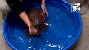1M views · 27K reactions | Our two-day-old baby hippo, born six weeks...