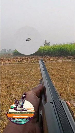 Target Locked Wild Pigeon in Range