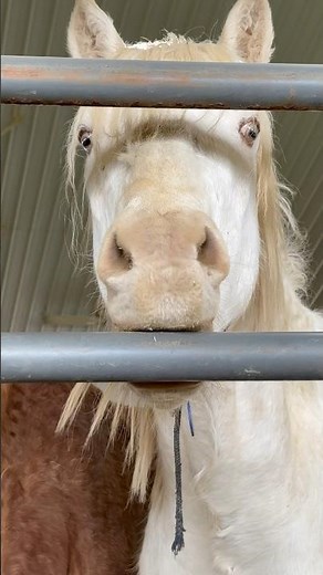Cremello mustang at Ohio adoption