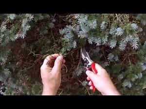 HOW TO: Trim a Globe Blue Spruce into a Topiary