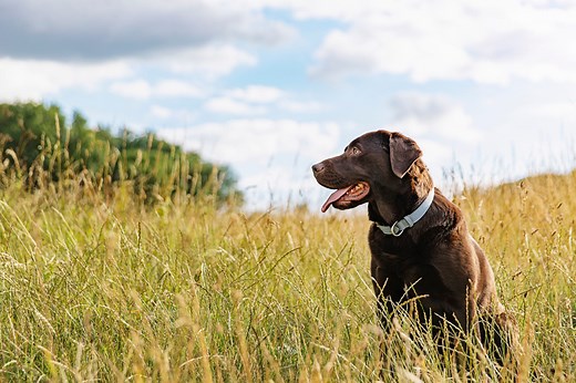 Piriton for dogs: Everything you need to know