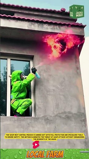 The wasp nest control process is carried out with full protection and specialized tools