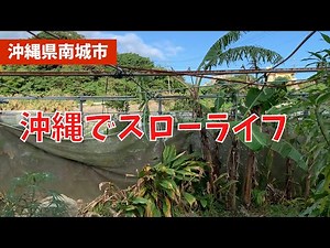 [Must-see for those who want to farm in Okinawa] What you can grow in the fields of Okinawa