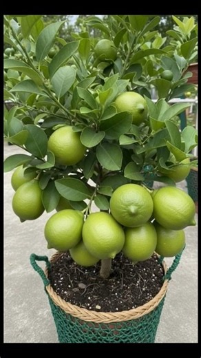 How to Propagate Lemon Plant from Cuttings Using Aloe Vera | Easy Home Method #Shorts
