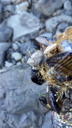 You Have to See This!!! Gooseneck Barnacles Are the Ocean’s Ultimate Hitchhikers. These quirky creatures don’t just stay put; they travel the seas by latching onto drifting wood, boats, or even whales. Here’s the shocking part: a single barnacle can ride for months across stormy oceans, clinging tight with its tough, flexible stalk while filtering tiny plankton from the water. They’re nature’s extreme commuters, surviving pounding waves, salt spray, and endless motion, all without leaving their 