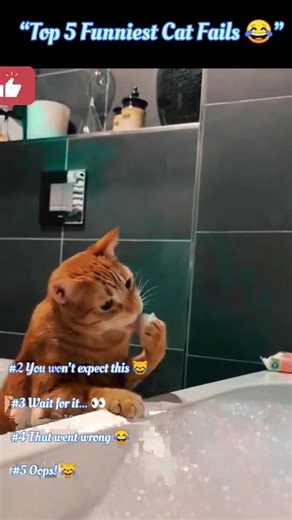 “Top 5 Funniest Cat Fails 😂 (Wait for #1!) |