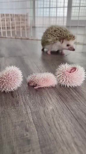 #hedgehog #hedgehogs #hedgehoglife #hedgehoglovers #hedgehoghoe #hedgehognation #hedgehogoftiktok #hedgehogfacts #hedgehog_🦔 #hedgehogfamily #megahedgehog #hedgehoginstagram #hedgehogsquad #hedgehogbread #neonhedgehog #hedgehogbreeder #newhedgehog #hedgehogfunny #dailyhedgehog #hedgehoggoals