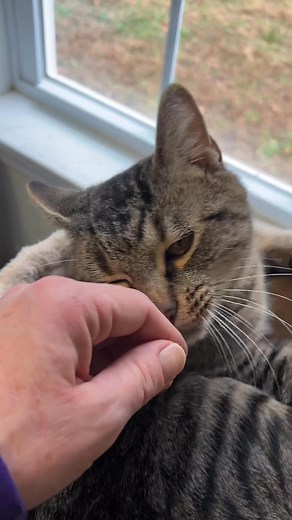 Animal Manor on Reels