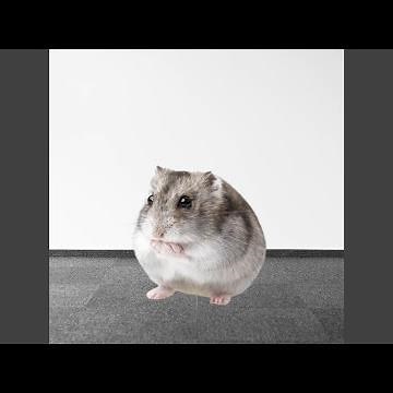 Hamster Sad Violin Meme