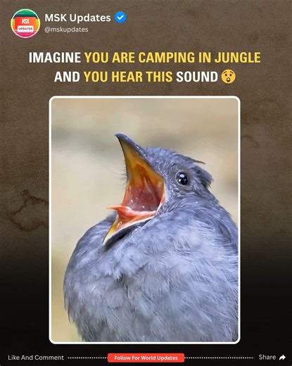 3.9K views · 18 reactions | Creepiest Bird Sounds Ever Recorded in the Wild 勞 . . #crazy #scarybirdsounds #weird #creepy #strangebirds #scary #wildlife #NatureMystery #Mindblowing | MSK Updates | Facebook