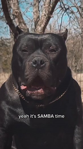 3.6K views · 4.4K reactions | “Samba Time”  Samba Kennels Official Anthem  #instagood #dogs #sambakennels | Samba Kennels | Facebook