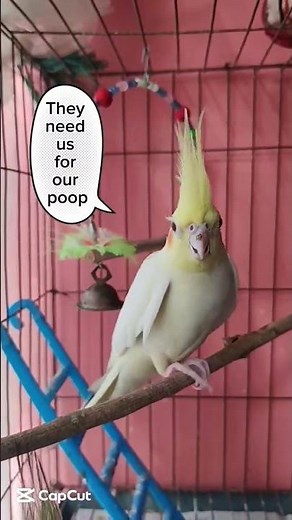 Cockatiel talking to each other | Funny Conversation #birds