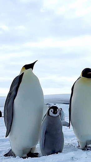 39K views · 401 reactions | A wildlife photographer captured the cutest penguin babies since "Happy Feet." 凉 | New York Post Lifestyle | Facebook