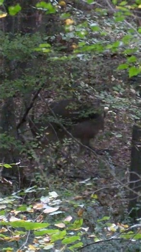 Incredible footage of whitetail buck breeding doe | N1 Outdoors #bowhunting #hunting #deerhunting