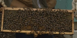 Bee population decline: Reach for the phone and not the pesticide