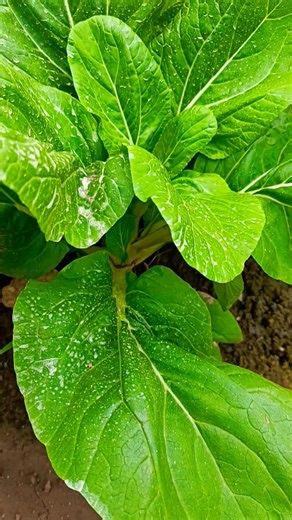 One of the 5 vegetables with the highest pesticide levels :::🥬🥬🥬#viralvideo